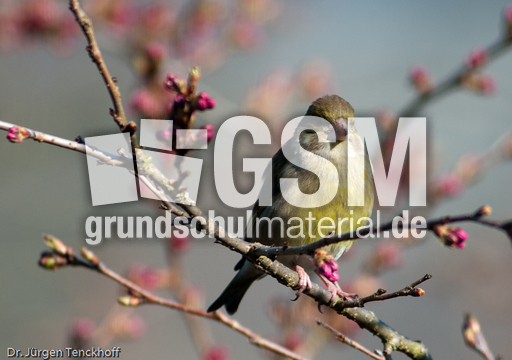 Grünfink (3 von 6).jpg